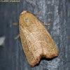 Wavy-lined Mallow Moth