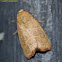 Wavy-lined Mallow Moth