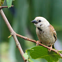 Partial Leucistic Eurasian Tree Sparrow