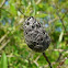 Pine cone willow gall