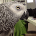 Ruby the African Gray