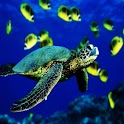 3D Turtle