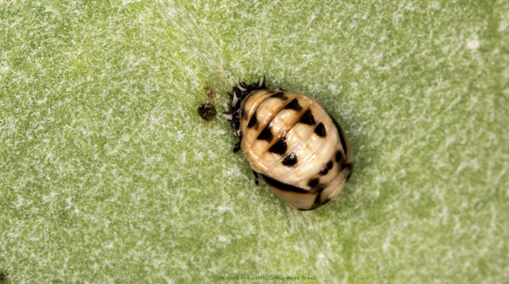 Indian Wave Striped Ladybug nymph?
