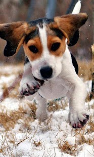 How to download Beagles Wallpapers 1.0 mod apk for bluestacks