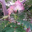 Silk Tree