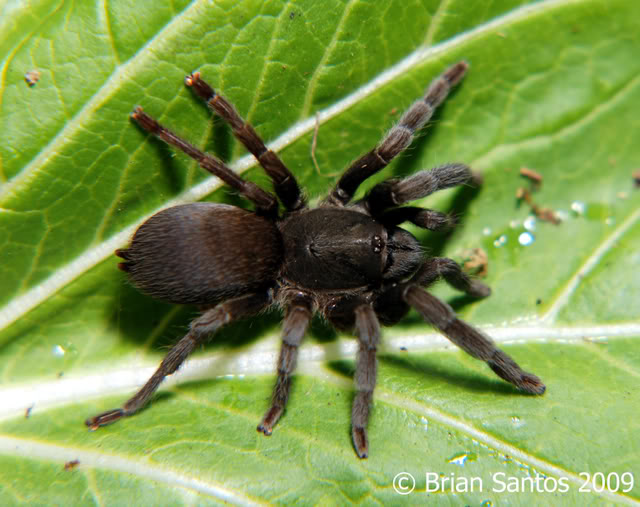 Philippine dwarf tarantula