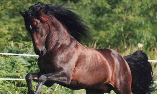 BEAUTIFULL HORSES Screenshots 2