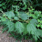 Urticaceae weed
