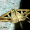 Semi-Looper Moth