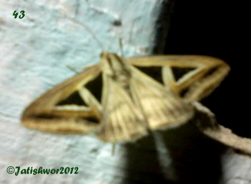 Semi-Looper Moth