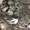 House Sparrow Eggs