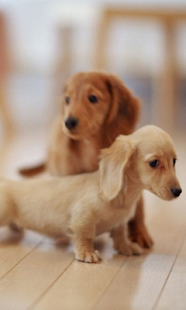 How to get 귀여운 강아지 사진 1.2 mod apk for android