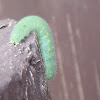 White Cabbage Caterpillar