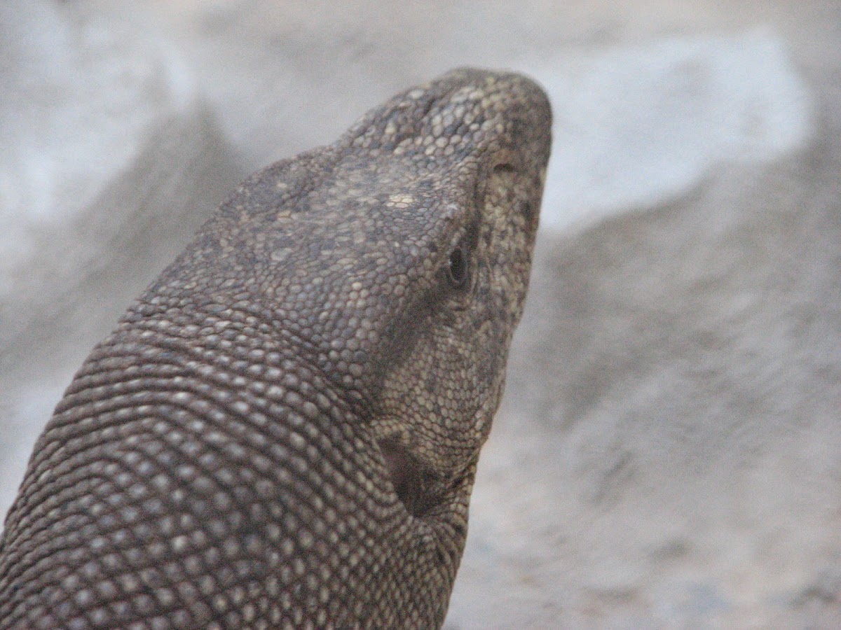 Bengal monitor lizard