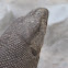 Bengal monitor lizard