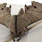 Hawk Moth