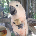 Moluccan or Salmon-crested Cockatoo