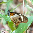Mimetic Swallowtail