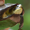 Indian Black Turtle