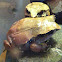 Banded Horned Treefrog