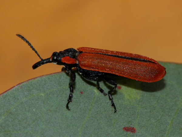 Lycid mimicking weevil | Project Noah