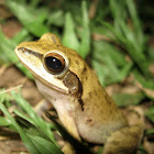 common Indian tree frog