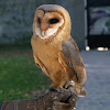 Barn owl/Plamienka driemavá