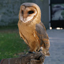 Barn owl/Plamienka driemavá