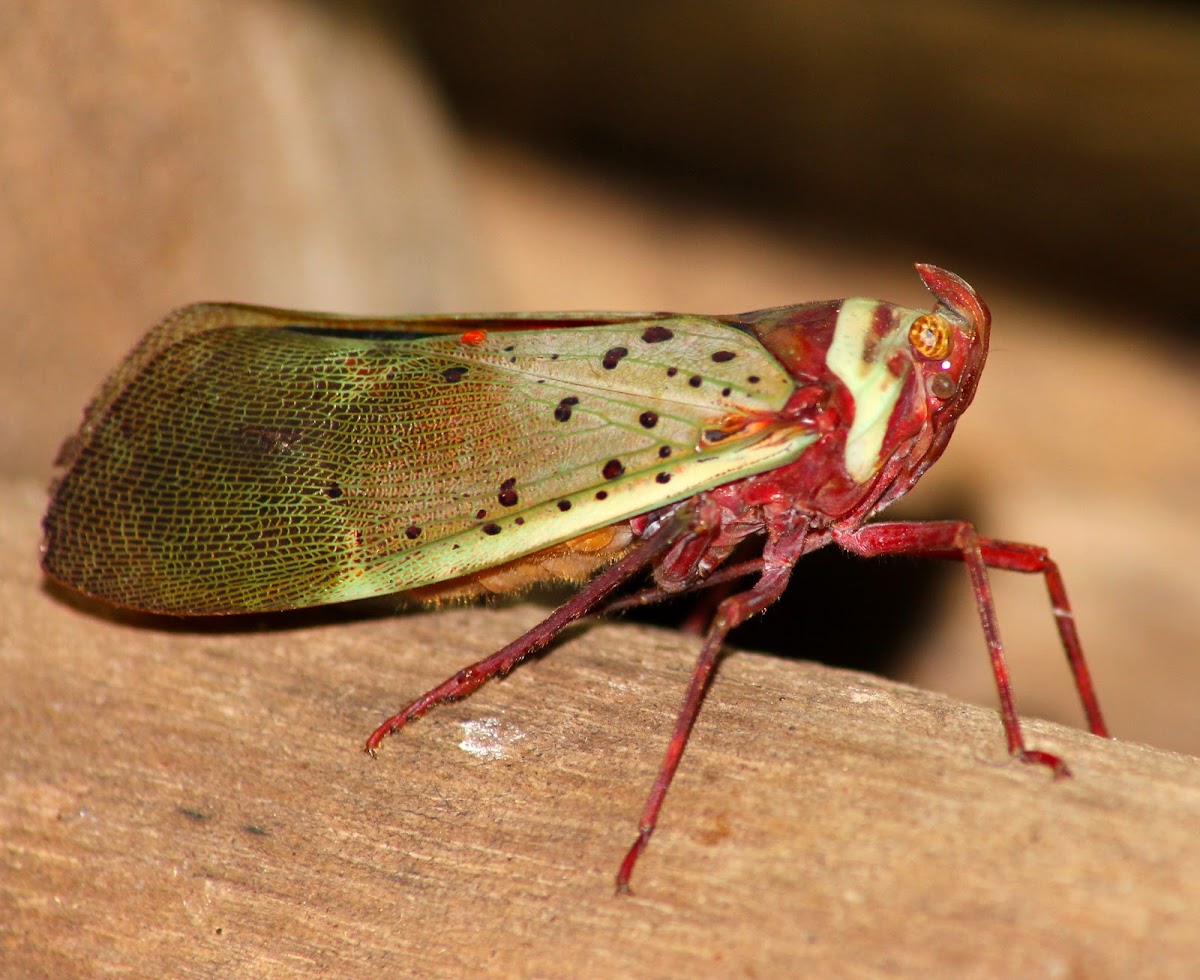 Fulgorid planthopper