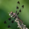 Common_Whitetail (female)