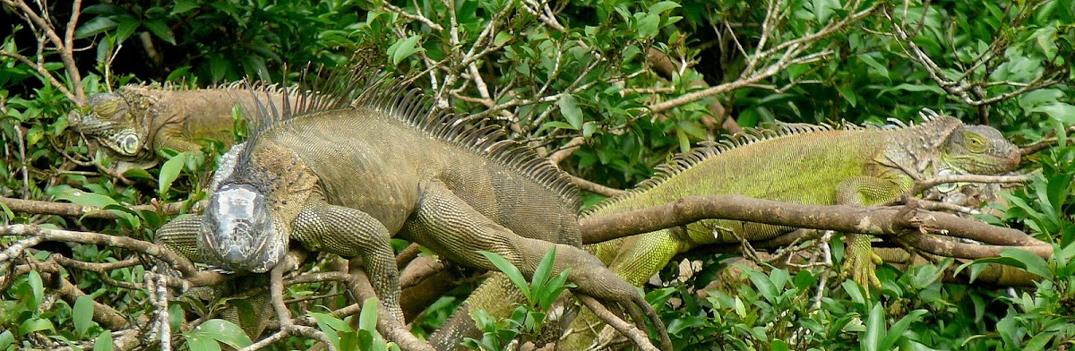 Green iguana (Costa Rica)