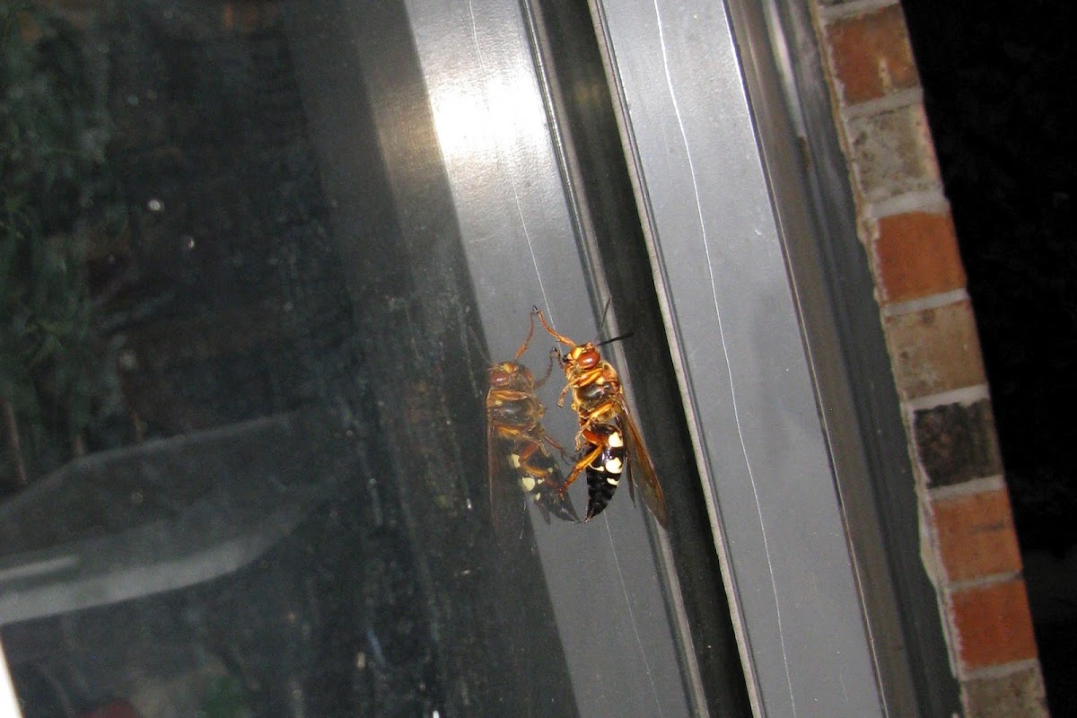 Eastern Cicada-Killer Wasp
