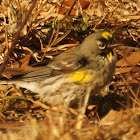 Yellow-rumped Warbler (audubon)