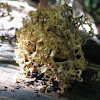 Unidentified fungus