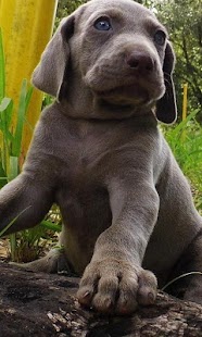How to download Weimaraners Wallpapers 1.0 apk for android