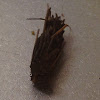 Case Moth