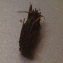 Case Moth
