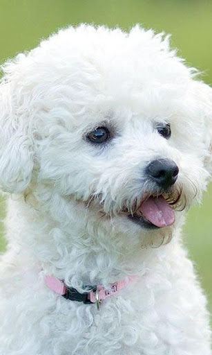 Bichon Frise Wallpapers