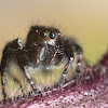 Jumping Spider