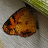 Pearl Crescent