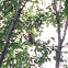 Northern Cardinal (male)