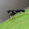 Ant mimic mantis nymph