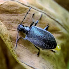 darkling beetle