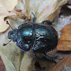 Dor beetle