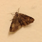 Moth