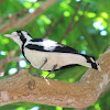 Magpie-lark or Peewee (female)