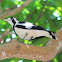 Magpie-lark or Peewee (female)