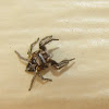 Jumping spider (male)