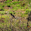 Black Billed Magpie