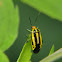 Four-lined Plant Bug